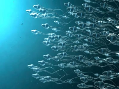 Sperma Manusia Dimodifikasi Jadi Microrobot Magnetik Untuk Pengobatan Presisi