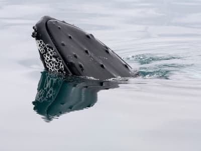 Investor Ethereum Awal Staking 150.000 ETH Senilai Ratusan Juta Dolar