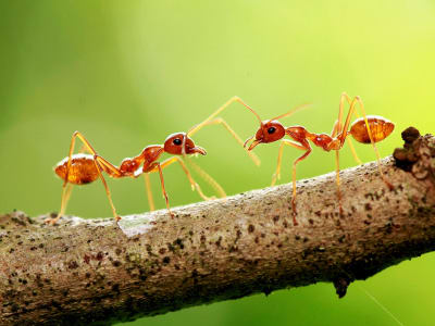 Pemotongan Staf Pemerintah Bikin Pasar Gelap Semut di AS Makin Marak
