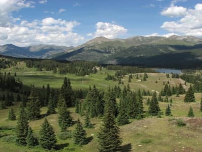 Populasi Serangga Terbang di Padang Rumput Terpencil Colorado Merosot Drastis Akibat Perubahan Iklim