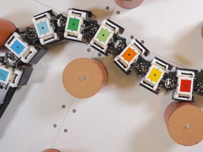 Rahasia Belut Bergerak Pasca Cedera Ungkap Robot Adaptif Masa Depan