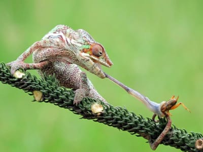 Mekanisme Peluncuran Lidah Salamander dan Bunglon Bisa Jadi Inspirasi Alat Medis Baru