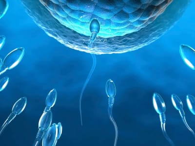 Protein CFAP91 dan EFCAB5 Kunci Gerakan Sperma dan Kesuburan Pria