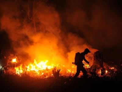 Dampak Deforestasi Hutan Tropis: Ribuan Kematian dan Risiko Kesehatan di Indonesia