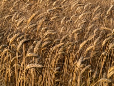 Serat Beta-Glucan: Solusi Alami untuk Turunkan Berat Badan Seperti Ozempic