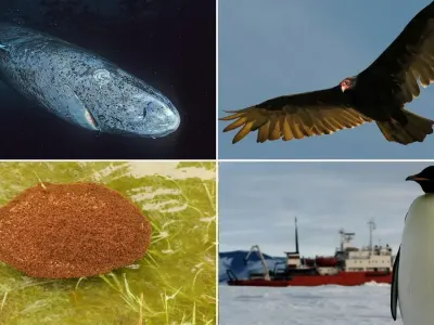 8 Hewan Tangguh yang Mungkin Bertahan Saat Bumi Mengalami Bencana Global