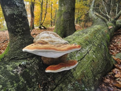 Waspadai Penyebaran Jamur Aspergillus akibat Pemanasan Global yang Meningkat