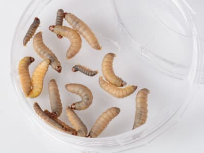 Larva Ngengat Lilin: Solusi Alami Pengurai Sampah Plastik Polyethylene