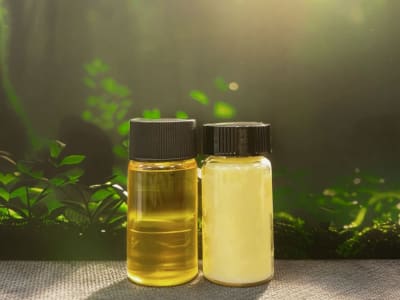 Terra Oleo: Revolusi Minyak Berkelanjutan dari Limbah Pertanian oleh Generasi Muda