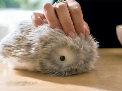 Casio Perluas Pasar Moflin, Robot Peliharaan Imut dengan Harga Tinggi