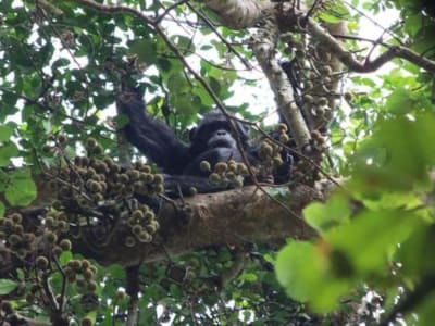 Simpanse di Afrika Konsumsi Alkohol Sehari-Hari dari Buah yang Dimakan