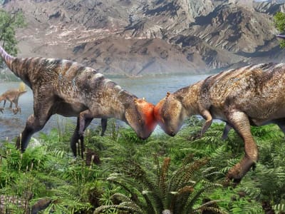 Penemuan Fosil Pachycephalosaurus Tertua dan Terlengkap di Gurun Gobi