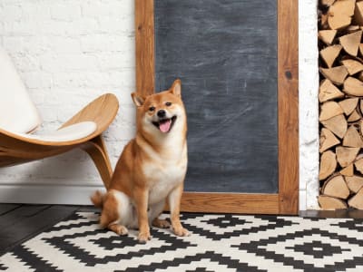 Bitcoin vs Dogecoin: Mana Pilihan Investasi Lebih Baik di Tahun 2026?