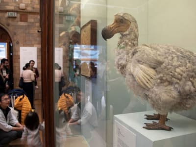 Colossal Biosciences Berhasil Kembangkan Sel untuk Hidupkan Kembali Burung Dodo Punah