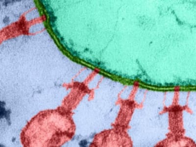 Virus Bakteriophag Pertama yang Dirancang AI Berhasil Bunuh Bakteri E. coli