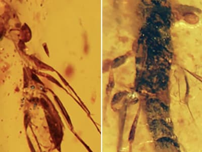 Fosil Amber Langka Ungkap Hutan Lembab Ekuador Zaman Dinosaurus