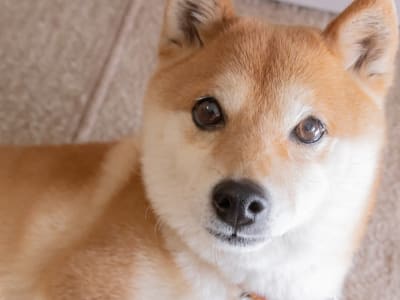 3 Faktor Baru yang Bisa Membuat Harga Dogecoin Melambung Lagi