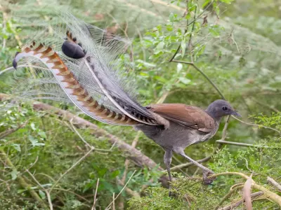 Fosil Burung Purba Ungkap Sejarah Panjang Lagu Ikonik Australia