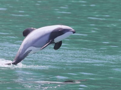 Terungkap! Tarian Underwater Lumba-Lumba Terkecil dan Ancaman Jaring Ikan
