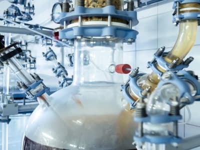 Startup Jerman Ciptakan Jamur Hitam untuk Ubah Limbah Jadi Bahan Ramah Lingkungan