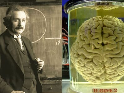 Teknologi Baru Buka Rahasia Jaringan Lama: Menelusuri Jejak Gen Einstein dan Kanker