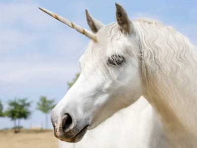 Mengapa Universitas Bergengsi Tak Selalu Jadi Mesin Startup Unicorn