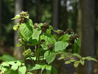 Tanaman Jepang Pertama yang Meniru Bau Semut Terluka untuk Dapatkan Lalat Pollinator