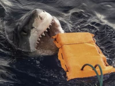 Bahan Wetsuit Baru Bisa Kurangi Cedera Gigitan Hiu Pada Peselancar