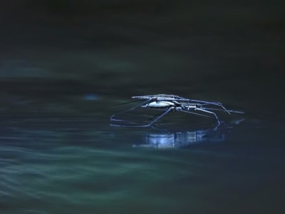 Inovasi HydroSpread: Robot Mini yang Langsung Dibuat di Atas Air untuk Pemantauan Lingkungan