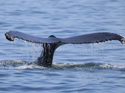 Kraken Kumpulkan 500 Juta dan Whale Beli 1,6 Miliar ETH, IPO 2026 Menanti