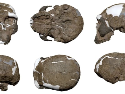 Penemuan Tengkorak Yunxian 2 Ungkap Evolusi Manusia Lebih Kompleks