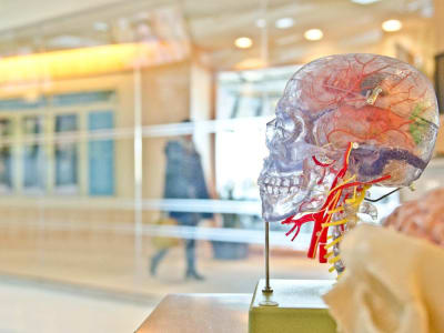 Neuralink Elon Musk Tembus 12 Pasien Implan Otak, Uji Coba Jadi Global