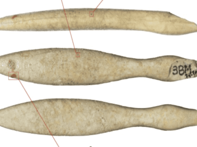 Penemuan Gading Kuda Nil Terlama di Iberia Ungkap Jaringan Perdagangan Prasejarah