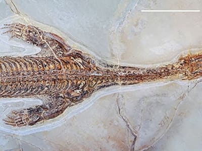 Penemuan Fosil Lariosaurus Terawetkan dengan Kulit Buka Rahasia Cara Berenang