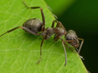 Robot Lunak Canggih yang Bisa Berjalan di Darat dan Air Sekaligus