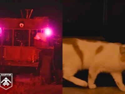 Pasukan Ukraina Evakuasi Kucing dengan Robot dari Garis Depan Kharkiv