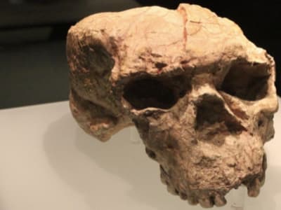 Fosil Yunxian 2 Ungkap Evolusi Manusia Dimulai Lebih Awal dari Asia