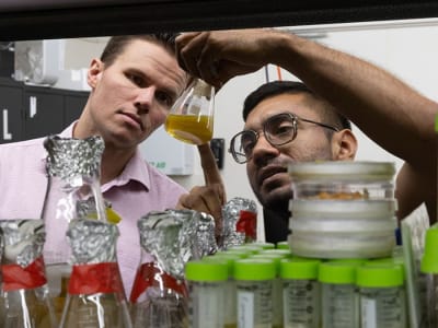 Jamur Biasa Bisa Jadi Terobosan Baru untuk Pengobatan dan Perangkat Medis