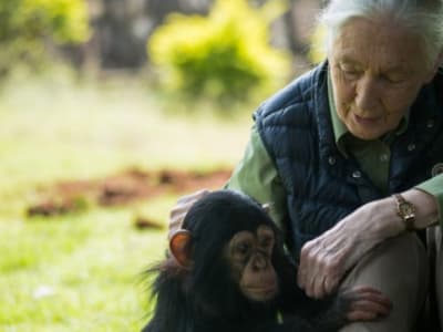 Warisan Jane Goodall: Mengubah Cara Dunia Memahami Simpanse dan Ilmu Pengetahuan