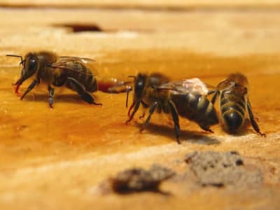 Tarian Lebah Madu Ungkap Rahasia Peta Kognitif yang Membantu Navigasi