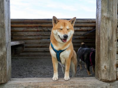 Dogecoin Naik 4% Didukung Pembelian Besar dan Sentimen Positif di Pasar Kripto