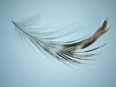 Plume Network Jadi Agen Transfer SEC, Mempercepat Tokenisasi Sekuritas Digital