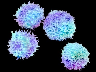 Sel Treg dan Harapan Baru dalam Terapi Penyakit Autoimun dan Transplantasi