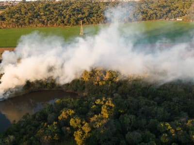 Kebakaran Amazon 2024 Pecahkan Rekor Emisi Karbon dan Ancaman Degradasi Hutan