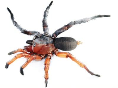 Penemuan Spesies Laba-laba Setengah Jantan Setengah Betina di Thailand