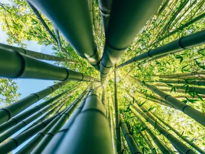 Plastik Bambu Biodegradable Kuat Jadi Solusi Pengganti Plastik Minyak