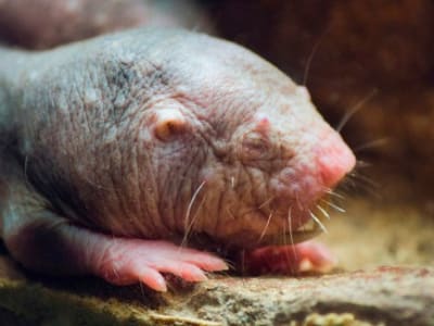 Rahasia Umur Panjang Tikus Telanjang: Enzim cGAS yang Dimutasi Tingkatkan Perbaikan DNA