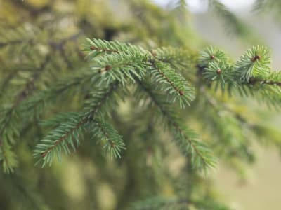 Mikroba Dalam Pohon Spruce Membantu Temukan Emas Secara Ramah Lingkungan