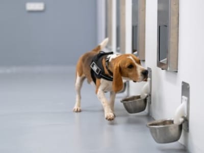 Tes Kanker di Rumah: Anjing dan AI Gabungkan Untuk Deteksi Awal Murah