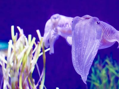 Rezolve AI Perkuat Ekosistem dengan Akuisisi Subsquid dan Smartpay